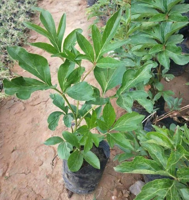 绿化芍药培育基地|万美花卉种植芍药