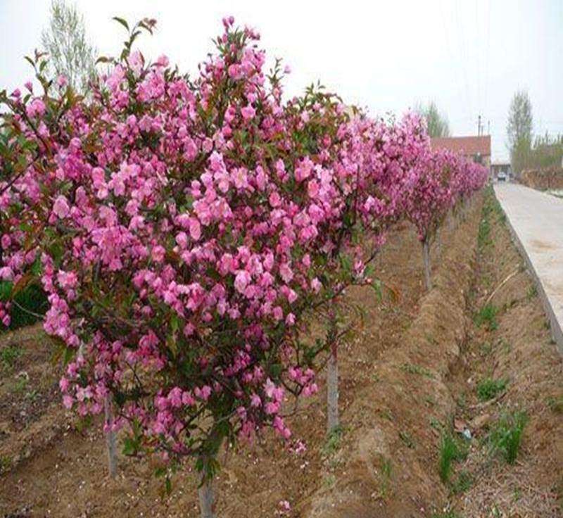 兰州绿化苗木基地资讯-天水月季苗木基地