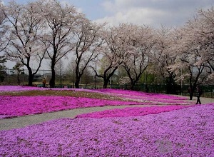 芝樱