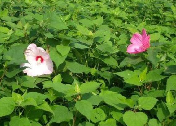 宿根地被植物哪里卖//宿根地被植物供货基地