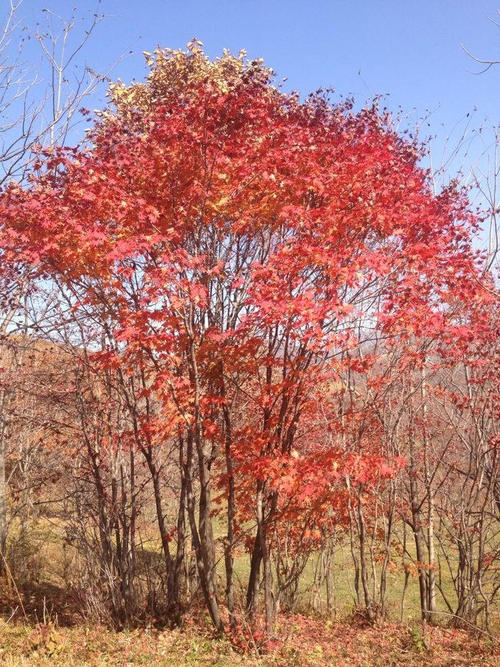 沈阳拧筋槭-选购拧筋槭就来宽甸满族自治县鑫兴苗木繁育基地