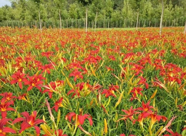 红运萱草基地//红运萱草供应