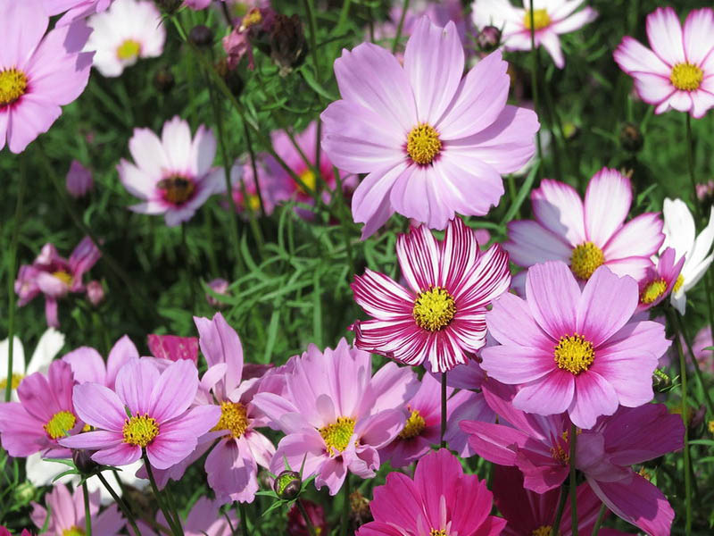 青海格桑花花种直销/格桑花价格/格桑花批发