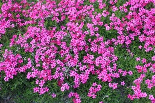 芝樱种植基地/芝樱供货商