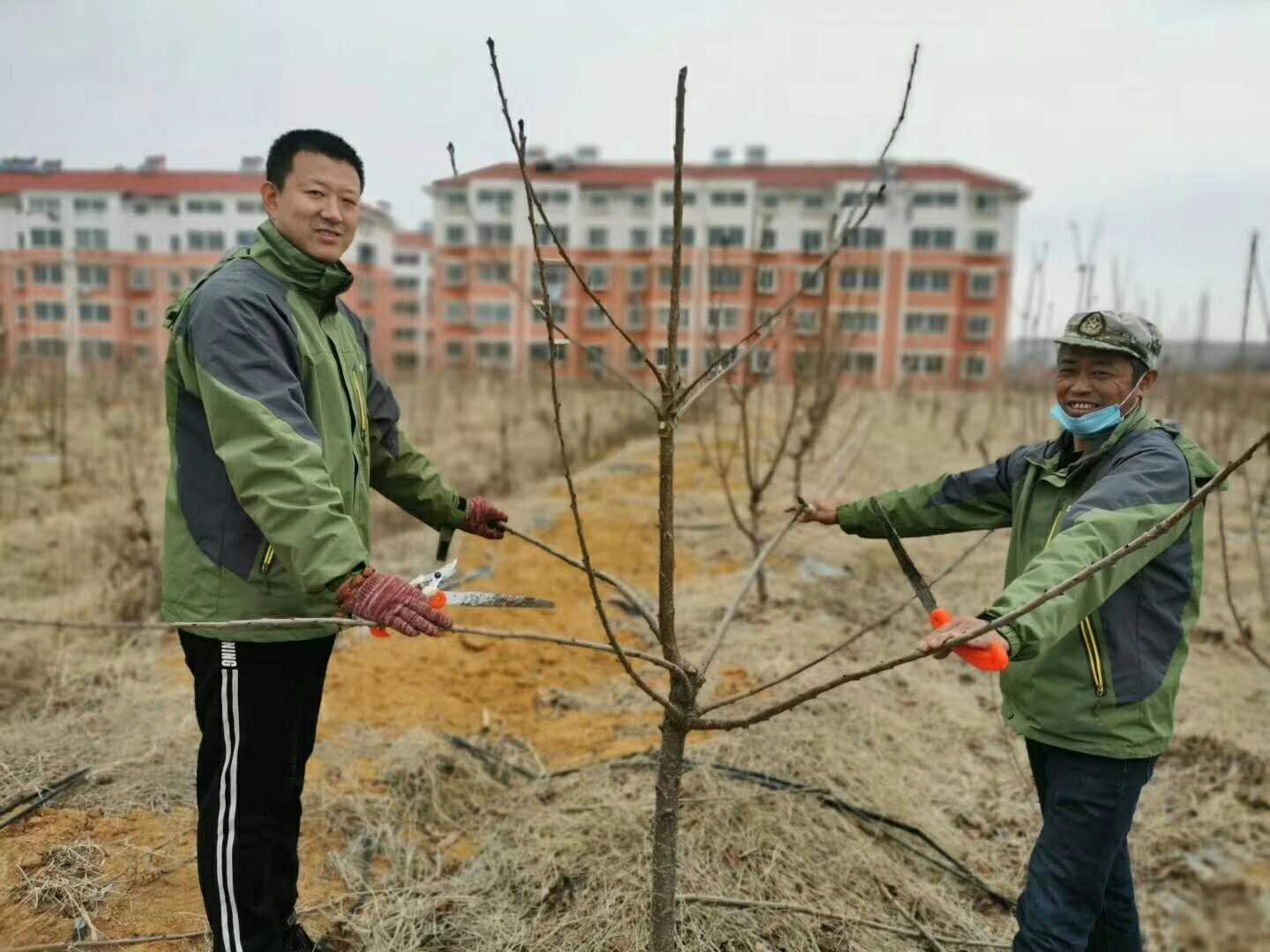 烟台大樱桃苗俄罗斯八号大樱桃苗