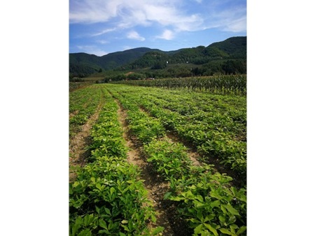 辽宁蒙古烁小苗-蒙古烁小苗就选宽甸满族自治县鑫兴苗木繁育基地