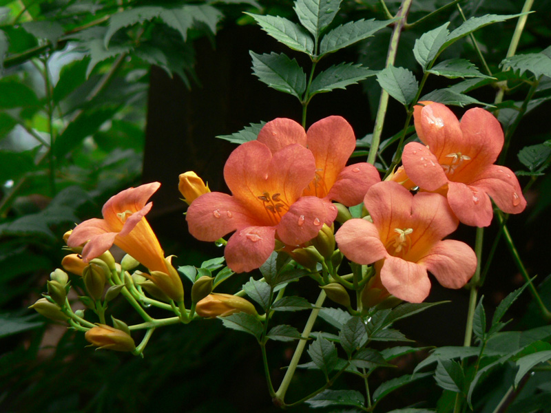 凌霄花批发商||凌霄花价格