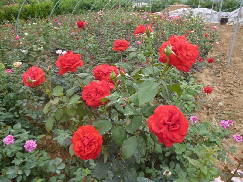 大花月季花苗//红宝石月季批发基地