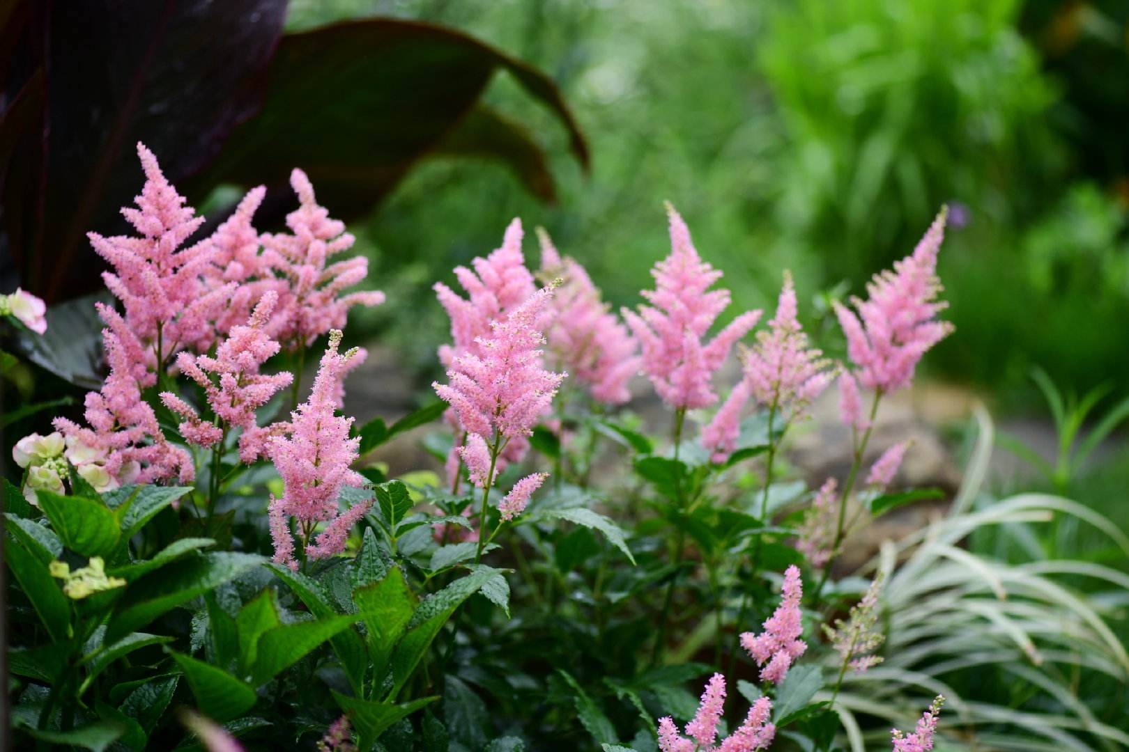 落新妇|落新妇种植基地