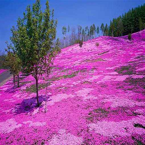 福禄考花海哪里的便宜//福禄考花海价格