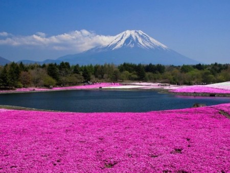 芝樱哪里有？芝樱哪里卖？