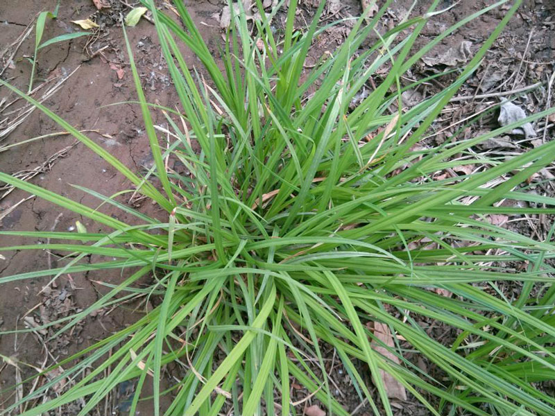 崂峪苔草批发||崂峪苔草种植基地