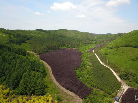 紫叶稠李，专业种植基地，质量好