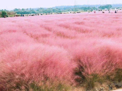 粉黛乱子草基地/粉黛乱子草培育