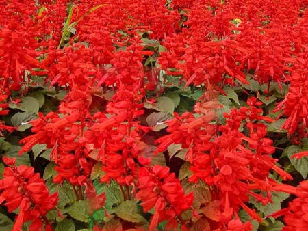 常德一串红盆栽种植基地