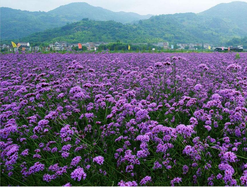 马鞭草花海哪里的便宜//马鞭草花海价格