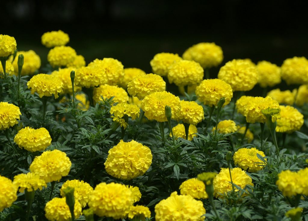 国庆菊基地//国庆菊种植基地