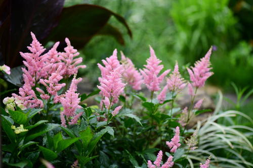 四川落新妇小苗种植基地