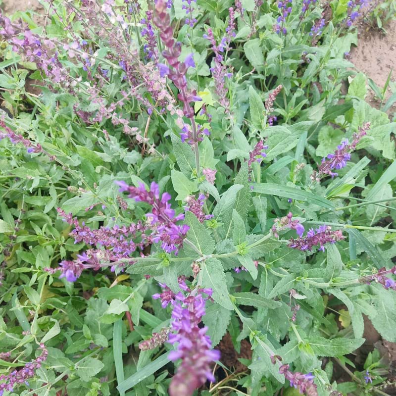 鼠尾草小苗种植基地