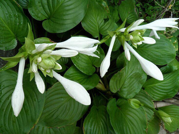 玉簪小苗|玉簪种植基地