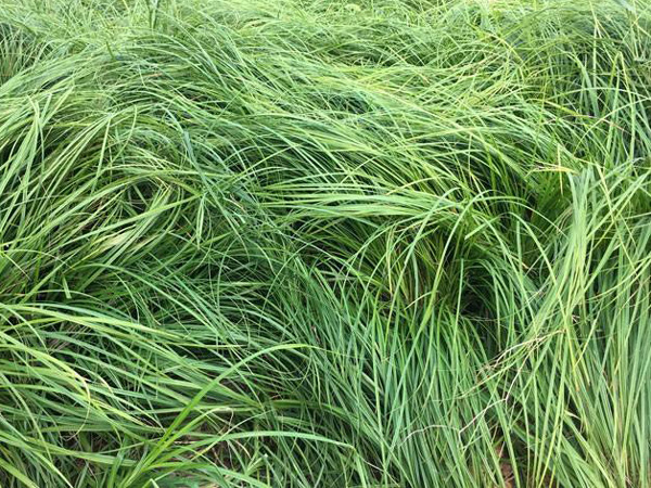 青绿苔草小苗||青绿苔草供应商