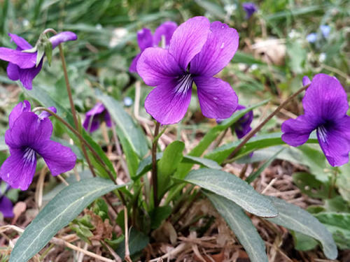 紫花地丁小苗||紫花地丁哪里卖