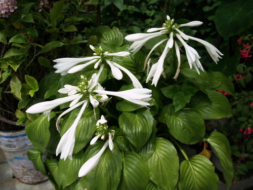 玉簪培育基地-玉簪种植基地