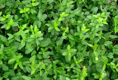 小叶扶芳藤种植基地|小叶扶芳藤批发