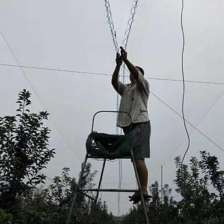 叶菜防雹网厂家