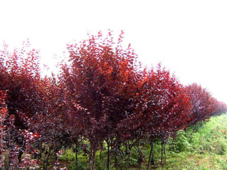 天津工程用紫叶矮樱种植基地
