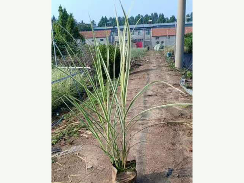 花叶芒供应||花叶芒种植基地