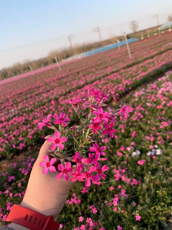 芝樱出售——芝樱培育基地