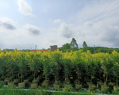 桂热一号种植技术，广西坚果苗种植基地