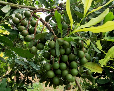 广西坚果苗批发，澳洲坚果苗种植基地