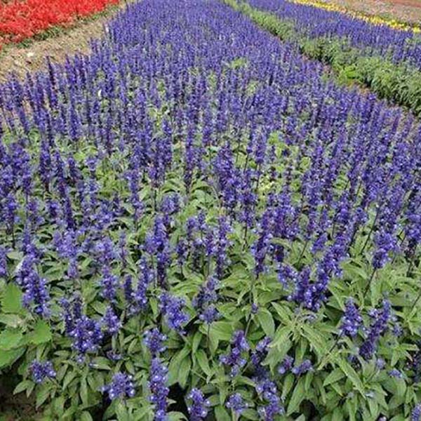 草花鼠尾草基地——草花鼠尾草批发