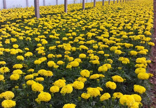 新疆国庆菊小苗种植