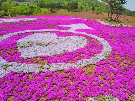 芝樱——福禄考