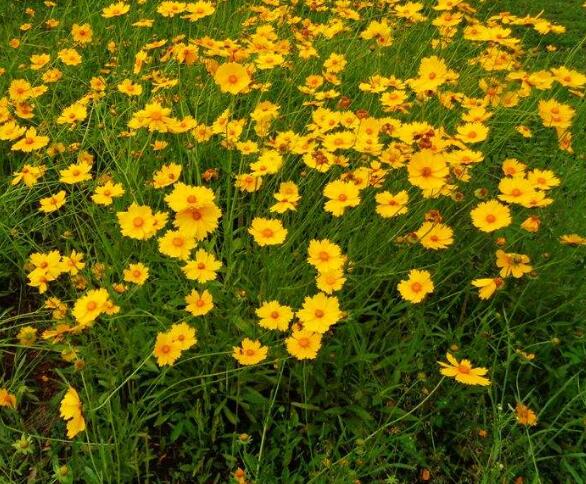 北京金鸡菊幼苗种植