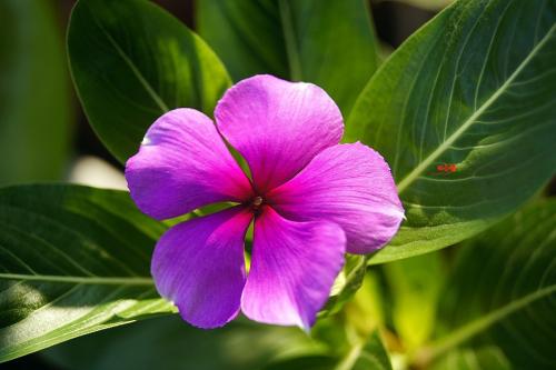 长春花价格/长春花基地