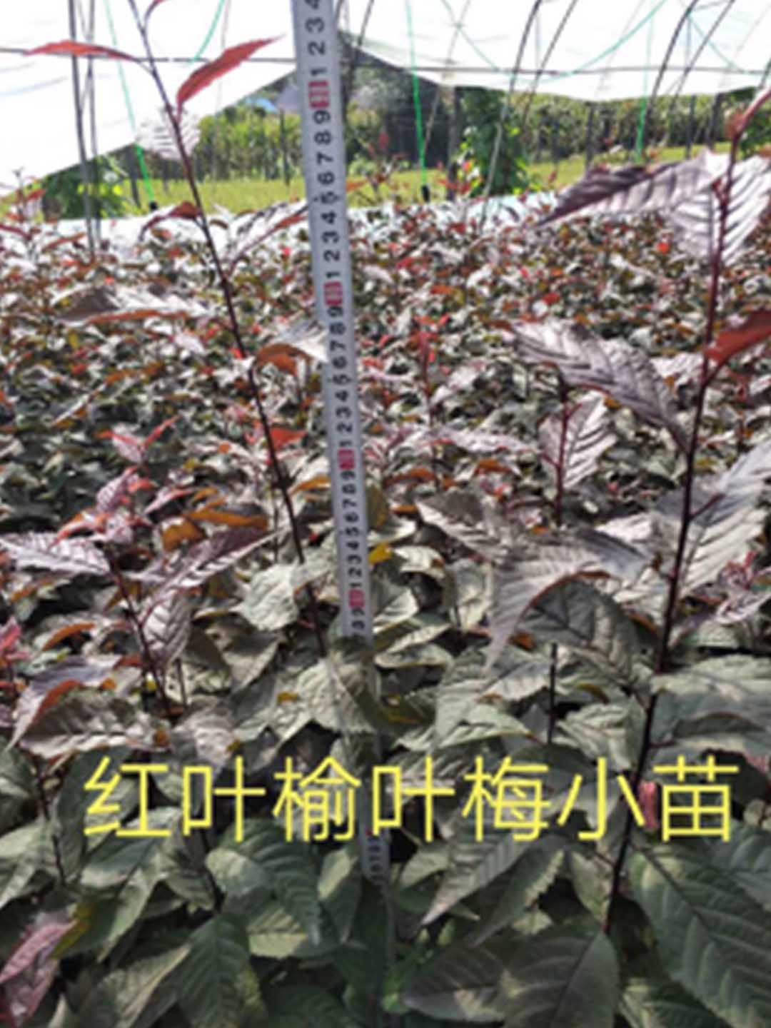 榆叶梅小苗批发|兴海苗圃销售