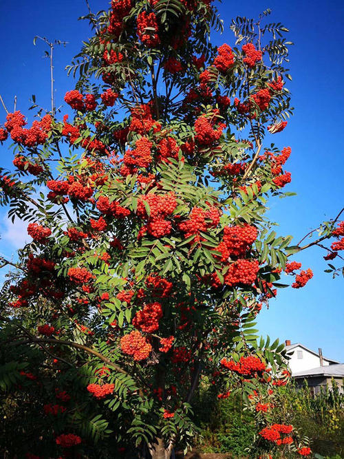 百花花楸批发厂家价格实惠