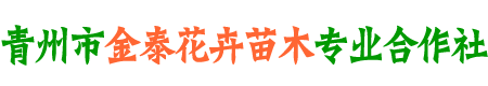 青州市金泰花卉苗木专业合作社