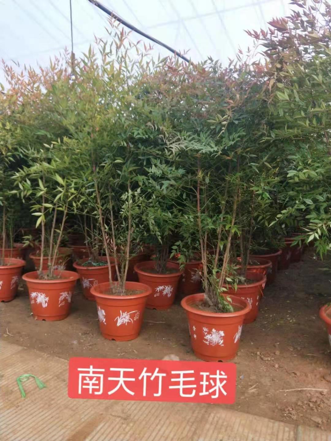 南天竹供应商//南天竹培育基地