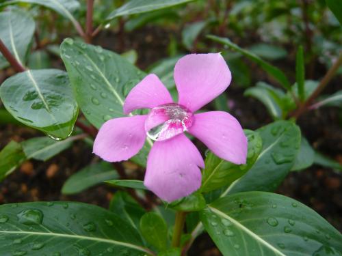 长春花批发——长春花基地