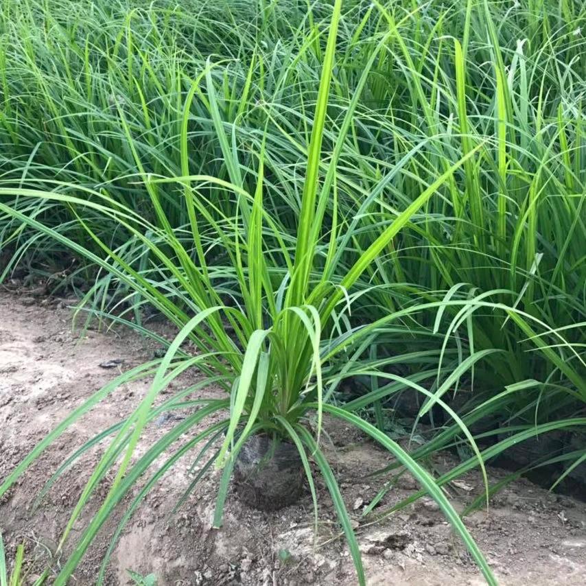 崂峪苔草||崂峪苔草种植基地