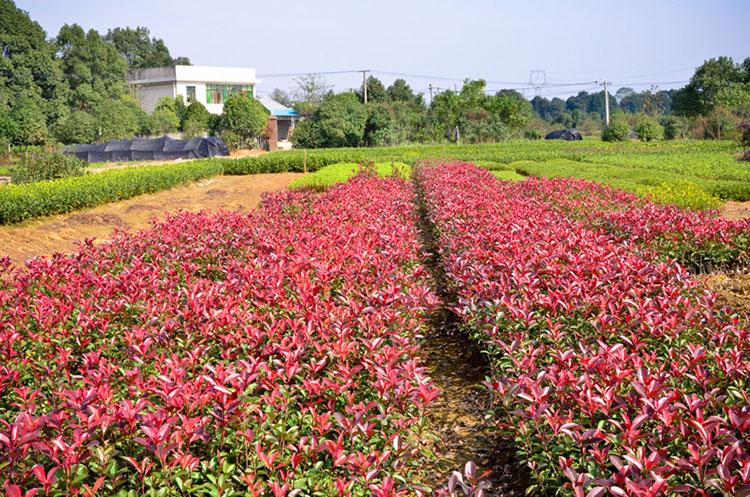 红叶石楠基地//红叶石楠价格