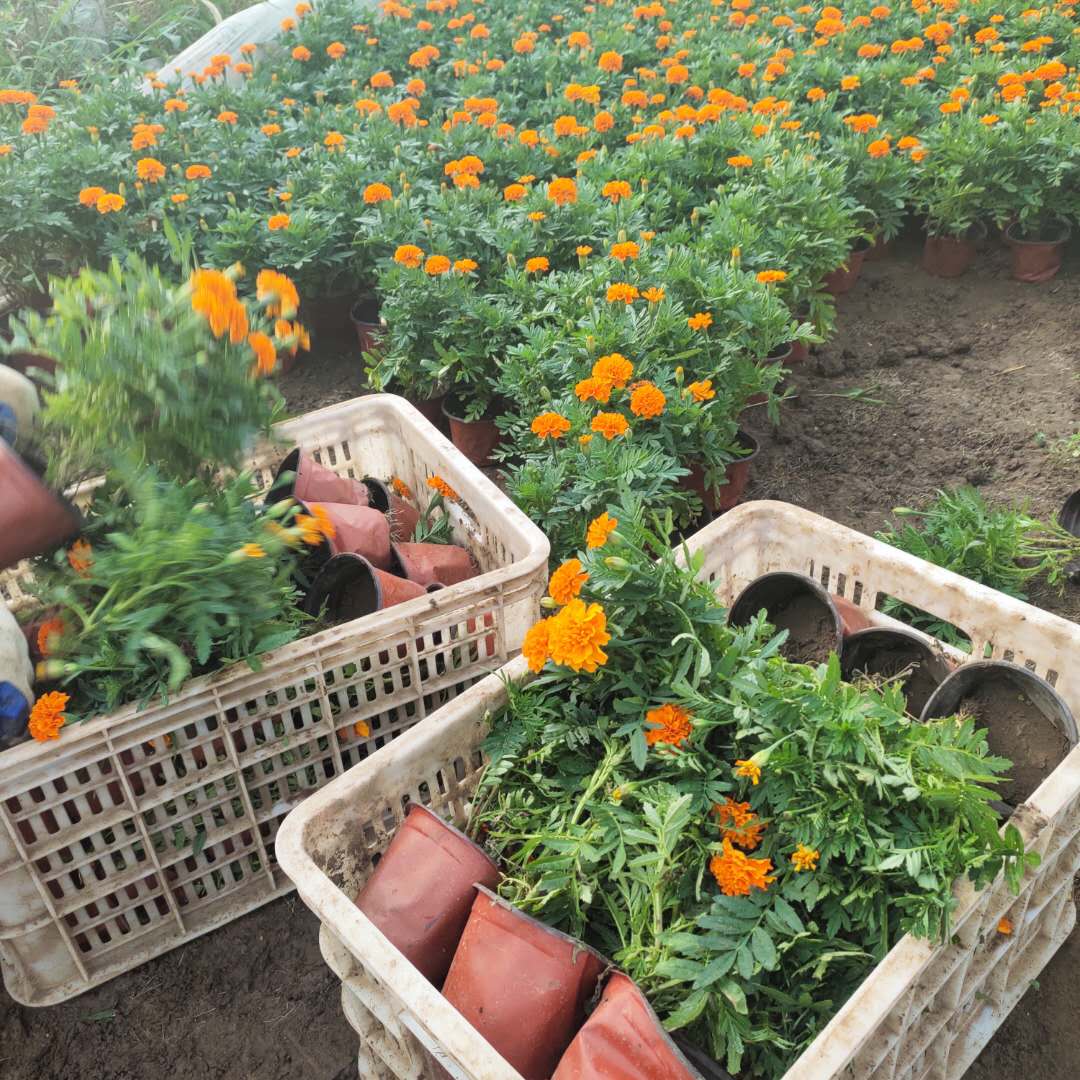 重庆高杆孔雀草供应商