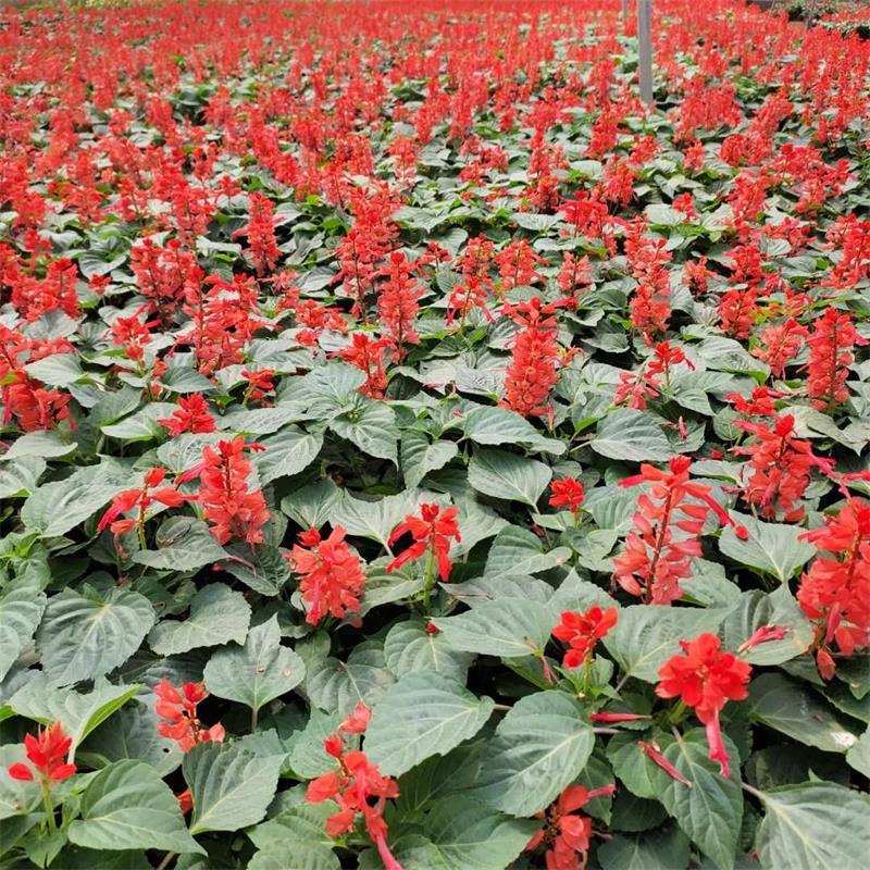 湖北草花一串红基地