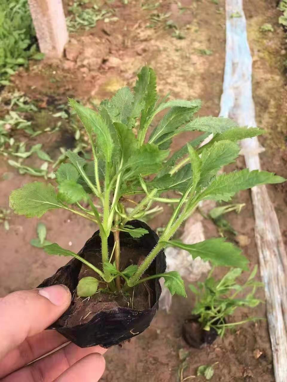 產品圖片