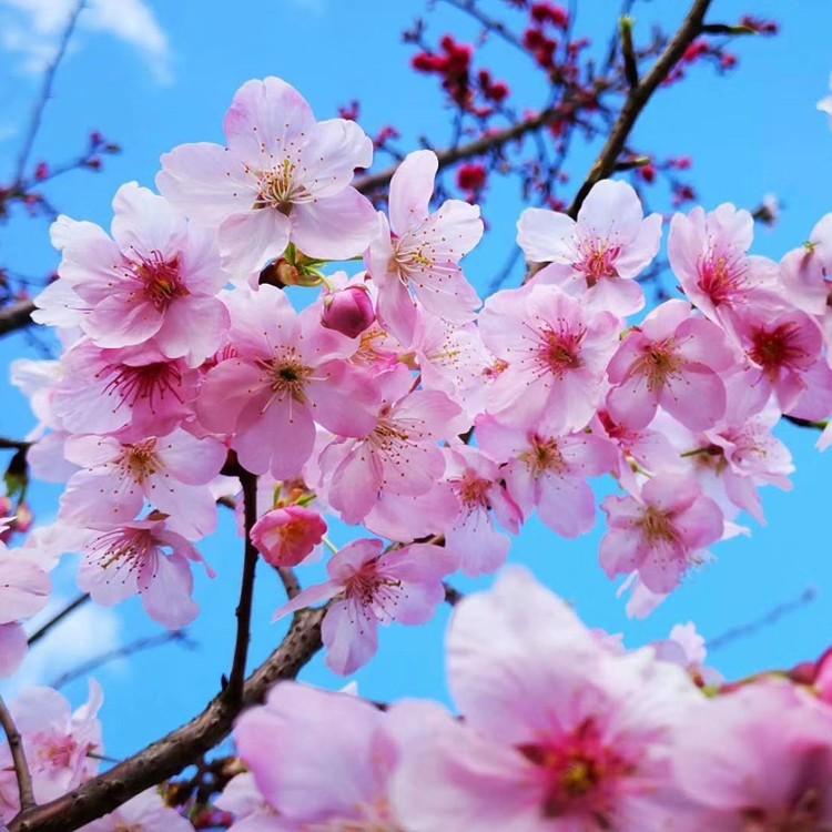 樱花基地/樱花价格